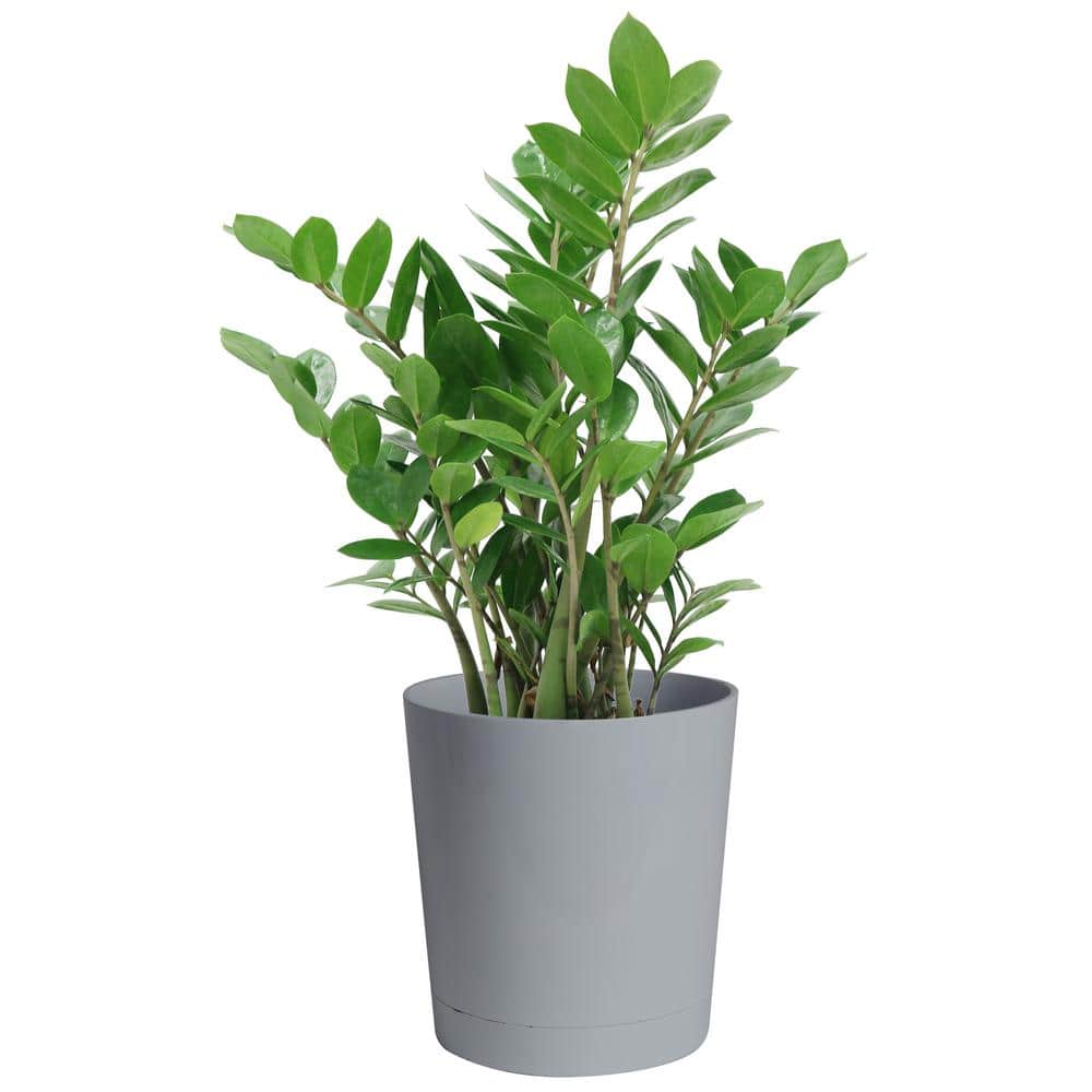 Costa Farms Zamioculcas Zamiifolia ZZ Indoor Plant in 10 in. Gray Planter, Avg. Shipping Height 1-2 ft. Tall