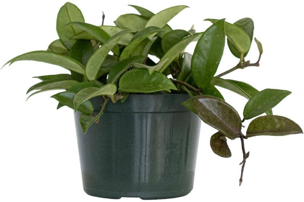 United Live Hoya carnosa Exotic Vining Houseplant in 6 in. Grower Pot