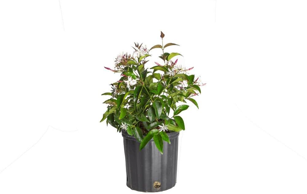 Costa Farms Outdoor Plant Jasmine Belle of India Bush in 9.25 in. Grower Pot, Avg. Shipping Height 1-2 ft. Tall