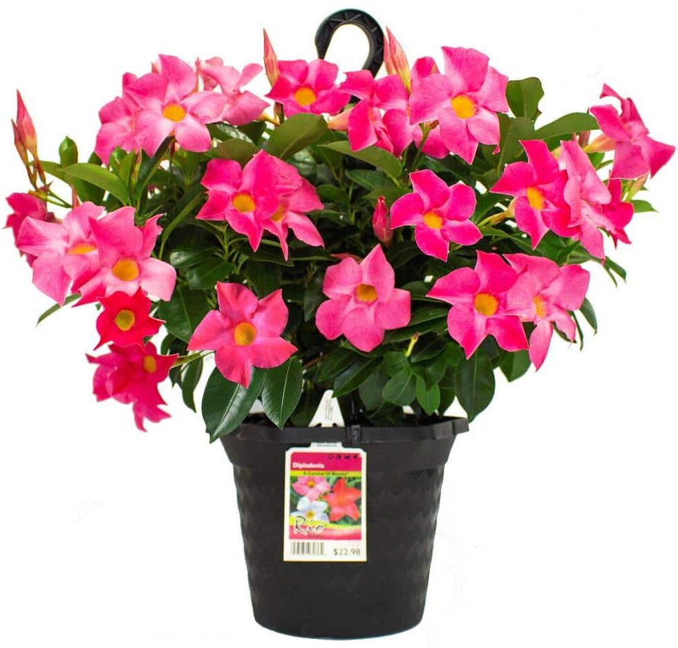 Rio 1.15 Gal. Hanging Basket Dipladenia Flowering Annual Shrub with Pink Flowers