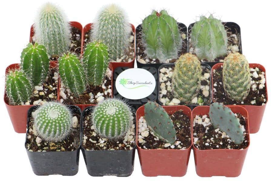 Shop Succulents 2 in. Cactus Collection (Collection of 12)