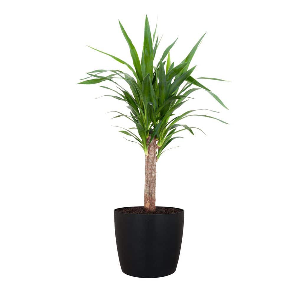 United Yucca Cane Live Indoor Outdoor Plant in 10 inch Premium Sustainable Ecopots Dark Grey Pot with Removeable Drainage Plug