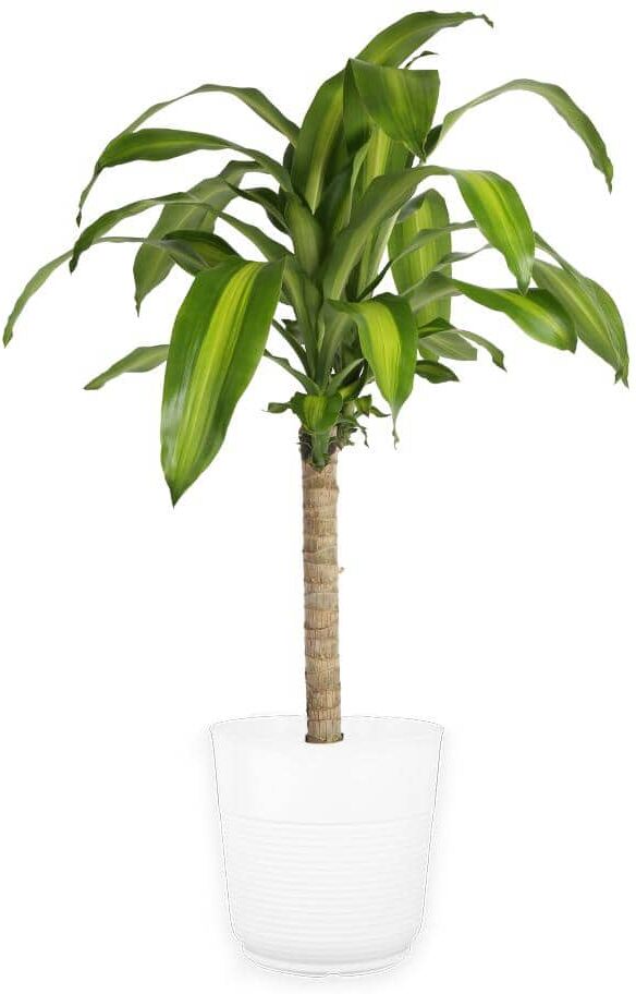 Costa Farms Mass Cane Indoor Plant in 8.78 in. White Decor Pot, Avg. Shipping Height 2-3 ft. Tall