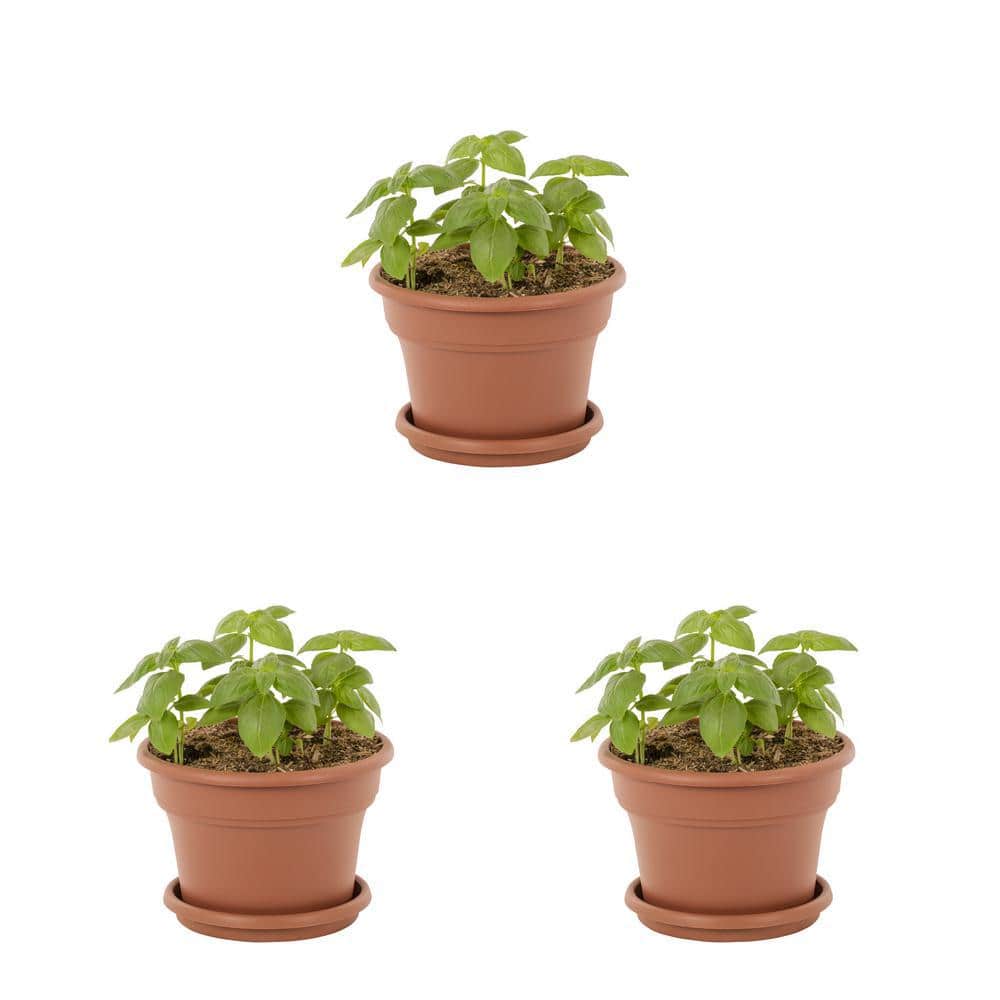 Burpee 1.75 qt.  Basil Dolce Fresca in Decorative Capello Planter Green Herb Plant (3-Pack)