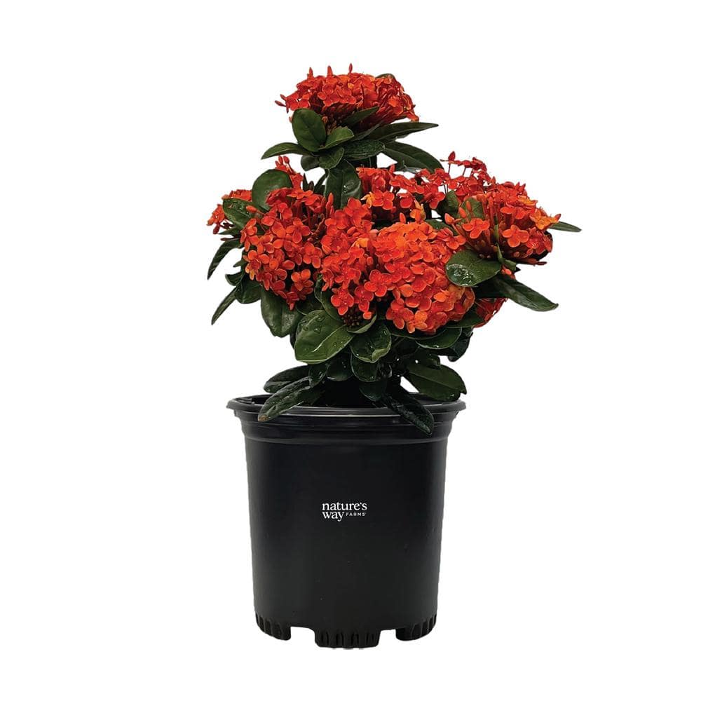 NATURE'S WAY FARMS Ixora Maui Red Live Outdoor Plant in Growers Pot Avg Shipping Height 1 ft. to 2 ft. Tall