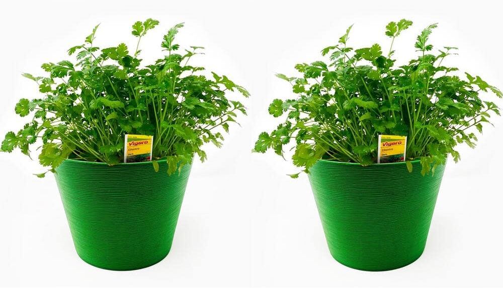 Pure 1.5 Qt. Herb Plant Cilantro in 6 In. Deco Pot (2-Plants)