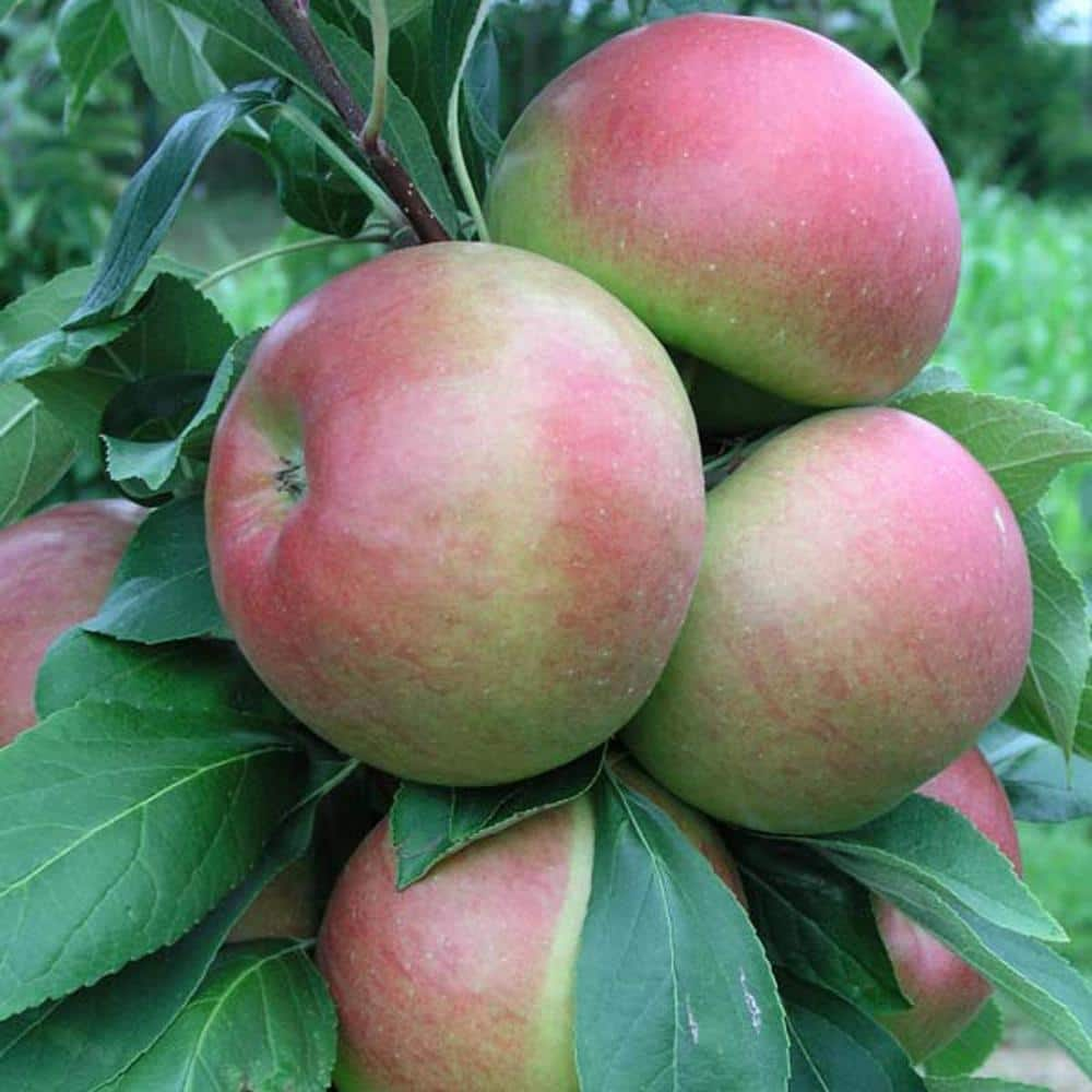 Gurney's Blushing Delight Fruit Snacks Apple Dormant Bare Root Starter Fruit Tree