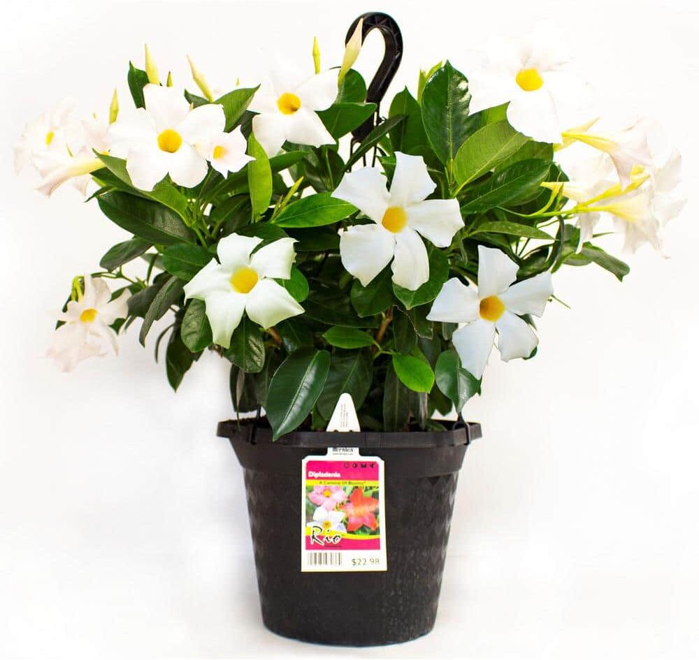 Rio 1.15 Gal. Hanging Basket Dipladenia Flowering Annual Shrub with White Flowers