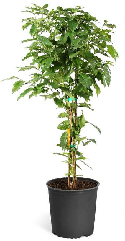 Brighter Blooms 3 Gal. Arabica Coffee Shrub Plant