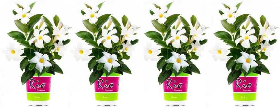 Rio 1.5 Pint Dipladenia Flowering Annual Shrub with White Flowers (4-Pack)