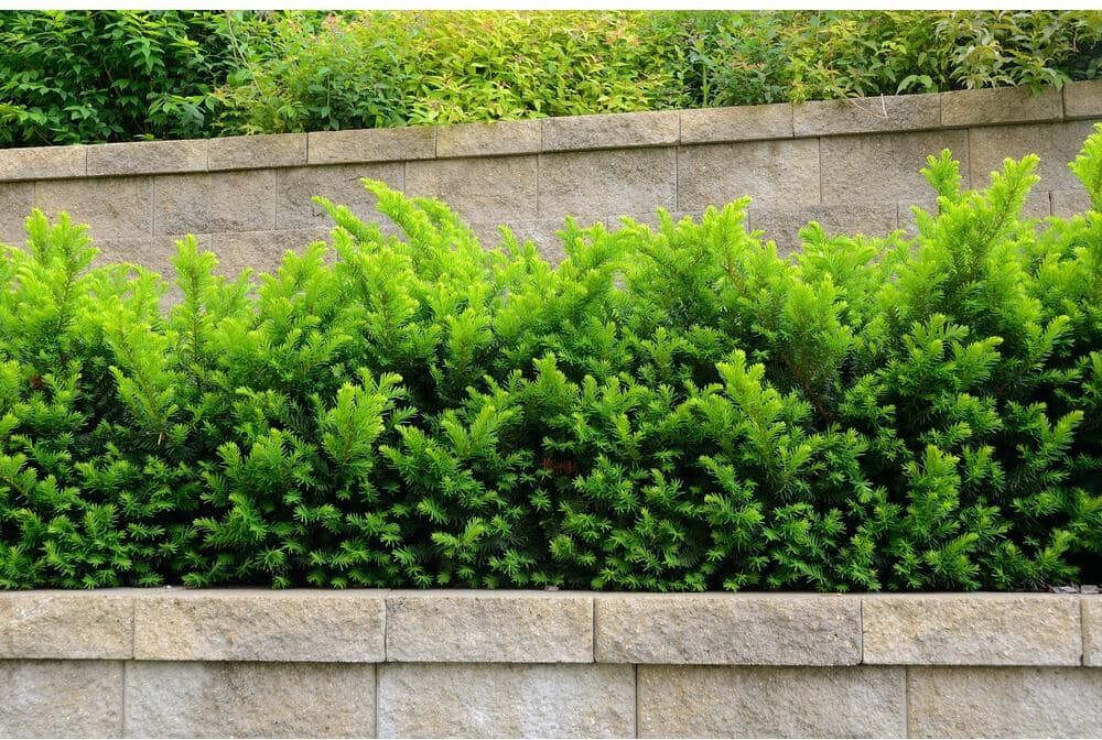 Online Orchards 1 Gal. Dense Spreading Yew Shrub this Classic Massive Shrub can Now be Used as a Small Specimen Plant