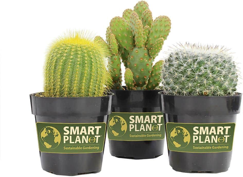 SMART PLANET 9 cm Assorted Cactus Plant Collection (3-Pack)