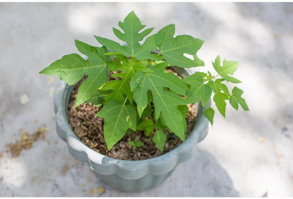 BELL NURSERY 1 Gal. Papaya Live Fruit Bearing Tropical Tree