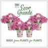 PROVEN WINNERS 4.25 in. Eco+Grande Supertunia Raspberry Rush (Petunia) Live Plant, Raspberry Pink and White Flowers (4-Pack)
