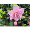 PROVEN WINNERS 2 Gal. Perfecto Mundo Double Pink Reblooming Azalea (Rhododendron) Live Shrub, Pink Flowers