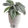 Costa Farms Trending Tropical Alocasia Silver Dragon Indoor Plant in 6 in. Self-Watering Pot