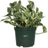 NATURE'S WAY FARMS Pothos N-Joy Live Indoor Plant in Growers Pot Avg Shipping Height 1 ft. to 2 ft. Tall