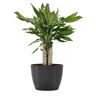 United Dracaena sol Dragon Tree Live Plant in 6 inch Premium Sustainable Ecopots Dark Grey Pot with Removeable Drainage Plug