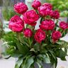 VAN ZYVERDEN Patio Peonies London For Containers (Set of 1 Root)