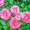 Spring Hill Nurseries Parade Day Grandiflora Rose, Dormant Bare Root Plant with Pink and White Color Flowers (1-Pack)