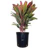 NATURE'S WAY FARMS Cordyline Harlequin Live Outdoor Plant in Growers Pot Average Shipping Height 2-3 Ft. Tall