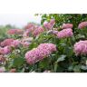 PROVEN WINNERS 1 Gal. Invincibelle Spirit II Smooth Hydrangea (Arborescens) Live Shrub, Pink Flowers