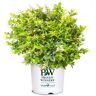 PROVEN WINNERS 2 Gal. Golden Ticket Ligustrum Shrub with Bright Yellow Foliage