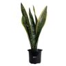 NATURE'S WAY FARMS Sansevieria Laurentii Live Indoor Plant in Growers Pot Avg Shipping Height 10 in. Tall