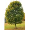 Online Orchards Norway Maple Tree - Among The Most Cold Hardy and Fastest Growing Maples (Bare Root, 3 ft. to 4 ft. Tall)