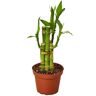 Lucky Bamboo Dracaena Plant in 4 in. Grower Pot