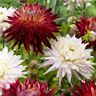 VAN ZYVERDEN Dahlias Kiev Island Blend Bulbs (Set of 5)