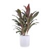 United Red Sister Cordyline Florida Ti Plant Live Indoor Outdoor Houseplant 10 inch White Decor Pot
