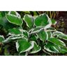 BELL NURSERY 1 Gal. Patriot Hosta Live Flowering Shade Perennial Plant