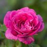 Gardens Alive! Sweet Madame Blue Floribunda Rose Dormant Bare Root Plant (1-Pack)