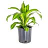 Costa Farms Dracaena Indoor Plant in 10 in. Black Grower Pot, Avg. Shipping Height 2-3 ft. Tall