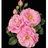 Gardens Alive! Cape Diamond Climbing Rose Dormant Bare Root Plant (1-Pack)