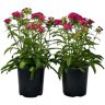 Pure 2.5 Qt. Dianthus Jolt Cherry in Grower's Pot (2-Packs)