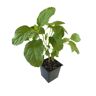 Daylily Nursery Annabelle Hydrangea 3 Total Plants in 3 Separate 4 in. Pot