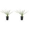 2.5 Qt. Annual Dracaena Indivisa (2-Pack)