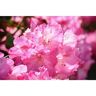 Online Orchards 1 Gal. PJM Compact Rhododendron Shrub Profuse Lavender Blossoms Light Up Across Green Foliage Very Cold Hardy