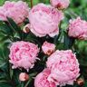 VAN ZYVERDEN Peonies Sarah Bernhardt Roots (5-Pack)