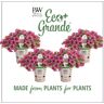 PROVEN WINNERS 4-Pack, 4.25 in. Eco+Grande Supertunia Picasso in Purple (Petunia) Live Plant, Purple Flowers with Green Edges