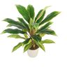 Northlight 25 in. Green and Red Artificial Dracaena Plant in a Cream White Pot