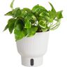 Costa Farms Trending Tropical Lemon Meringue Indoor Plant in 6 in. Self-Watering Pot