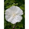 PROVEN WINNERS 1 Gal. White Chiffon Rose of Sharon (Hibiscus) Live Shrub, White Flowers