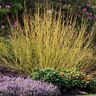 Gardens Alive! Budd's Yellow Twig Dogwood Dormant Bare Root Flowering Starter Shrub (1-Pack)