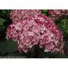 PROVEN WINNERS 1 Gal. Invincibelle Ruby Smooth Hydrangea (Arborescens) Live Shrub, Red and Pink Flowers