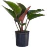 United Red Congo Live Philodendron tatei Indoor Plant in 9.25 inch Grower Pot