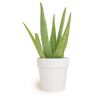 SMART PLANET 9 cm Aloe Vera Succulent in White Glazed Clay Pot