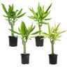 ALTMAN PLANTS 4.25 in. Dracaena Steudneri Cane Assorted Houseplants (4-Pack)